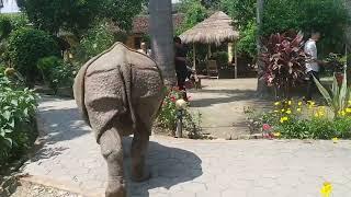 Rhino at the village  Chitwan National Park Wild animals at village #rhino #animal #wildlife