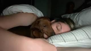 Dachshund Sneaks Into His Mamas Bed At Night To Snuggle