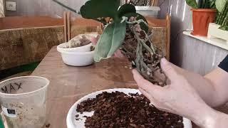 пересадка орхидейки в новый грунд с добавлением старого грунта.