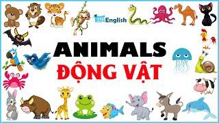 Từ Vựng Tiếng Anh Động Vật - Animals   ANIMALS VOCABULARY  TBA English