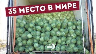 Левашинский район занимает 35 место в мире по производству капусты