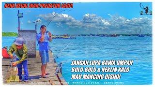 SERU  Mancing Pakai Umpan Bulu-bulu Bikin Strike Bertubi-tubi  Mancing Di Keramba Hiu Pan Hiro