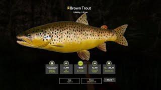 FISHING BROWN TROUT AND GRAYLING ON THE BELAYA RIVER XP AND MONEY FOR BEGINNERS