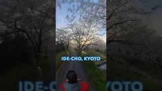 Cherry Blossoms at Peak Full-Bloom at Sunrise Kyoto Japan 2024 #kyotocherryblossom #sakura