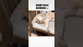 502호 고양이 월세내세요 랄랄 목소리