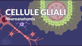 LE CELLULE GLIALI - Organizzazione generale del sistema nervoso - Neuroanatomia