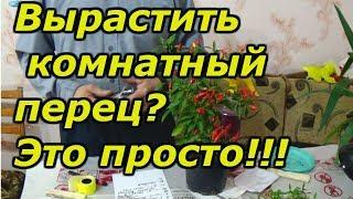 ХОТИТЕ ВЫРАСТИТЬ КОМНАТНЫЙ ПЕРЕЦ? ВСЁ ОЧЕНЬ ПРОСТО