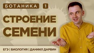 Строение семени  ЕГЭ Биология  Даниил Дарвин