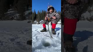  Зимняя рыбалка копченая рыба теплая палатка - что еще нужно для душевного отдыха? #зимняяпалатка