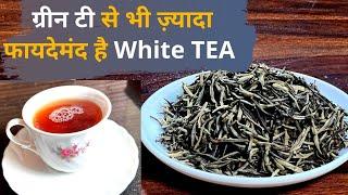 White Tea क्या होती है फायदे सुनकर रह जाएंगे हैरान  Health Benefits of White Tea  Jeevan Kosh