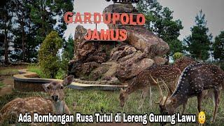 Kedatangan Rusa Tutul di Kebun Teh Jamus