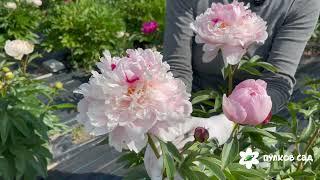 Reine Hortense peony. Рейне Хортенс пион. Пулков сад