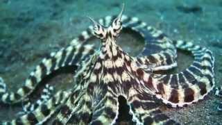 Live Footage Of Mimic Octopus HD
