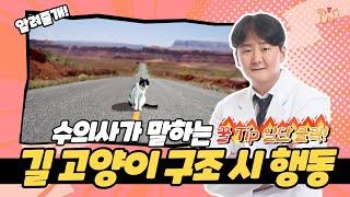 길고양이 데려오거나 구조 할 때 주의사항 다 알려 드릴게요