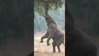 A magnificent elephant bull from Mana Pools incredible to see #safari #manapools #marlondutoit