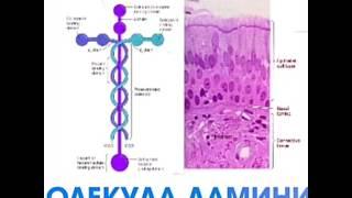 Ламинин стволовые клетки