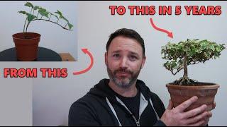 Can You Grow a Bonsai Tree From  Common Garden Ivy?