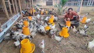 FREE-RANGE CHICKEN FARMING FEEDING CHICKENS SURPRISED BY THE DEVELOPMENT OF CHICKENS