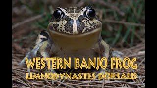 Western Banjo Frog