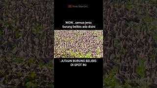 SPOT BELIBIS MELIMPAH #shortsvideo #berburubelibis