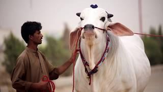 SIBI BHAGNARI 2019  Karachi cow Mandi 2018 2019  Meela winner 2nd Position