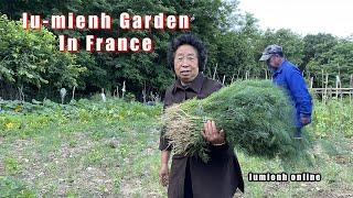 IU MIENH GARDEN IN FRANCE  Le jardin du peuple Iu mienh en France