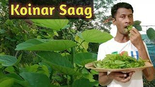 Koinar Saag  कोइनार साग  Today We Are Eating Koinar Saag कोनार साग बहुत लाभदायक