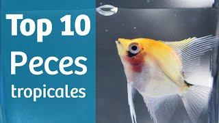 TOP 10 TROPICALES  Peces para tu acuario tropical