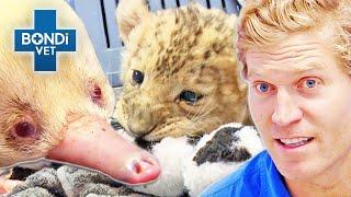 What is THAT?  Not Your Average Patient  Bondi Vet Compilations  Bondi Vet