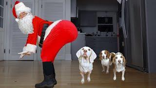 Dogs are Shocked by Twerking Santa Funny Dogs Maymo Indie & Potpie Get Christmas Dance Party