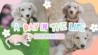 A DAY IN THE LIFE OF ROCKET.. OUR MINATURE CREAM DACHSHUND PUPPY