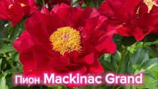 Пион Mackinac Grand - яркое чудо