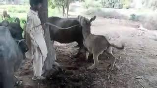 Donkey and Buffalo mating video