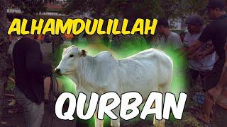 Alhamdulillah Qurban  WARINTIL TEAM BARBAR