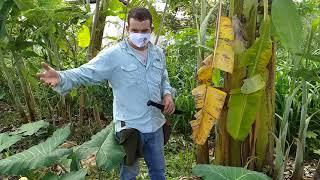 Coringa Agrofloresta Manejo da bananeira e do citrus na Agrofloresta com Namastê