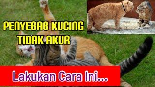 CARA MENGATASI KUCING TIDAK AKUR