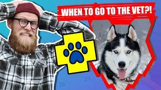 How Soon Should My SIBERIAN HUSKY Go To The VET