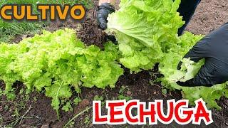 CULTIVAR LECHUGAPaso a Paso  & Orgánico How to grow lettuce?