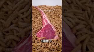 10 000 Mealworms vs. LAMB CHOP