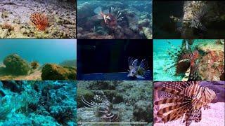 Species of Lionfish   Also Called Firefish Scorpionfish Turkeyfish