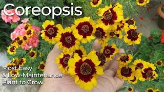 Coreopsis Flower  Coreopsis Plant Care  Tickseed Plant  Most Easy to Grow Flowers