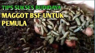 CARA PALING MUDAH BUDIDAYA MAGGOT LALAT BSF UNTUK PEMULA