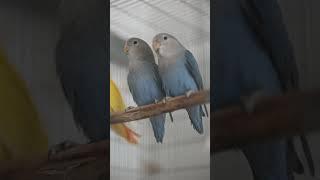 African Lovebirds - Agapornis roseicollis longfeather blue D #parrot #africanlovebird #birds