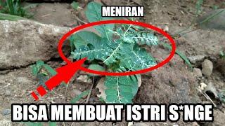 JANGAN HERAN Meniran Mempunyai Manfaat Tersembunyi untuk Otong Tanaman Meniran Obat Untuk Penyakit