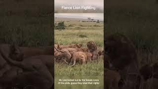 Lion Attacked By Lionesses