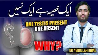 What is Retractile Testicle or Undescended Testis? Testicle in Urdu  Ek Testis Hone Se Kya Hota Hai