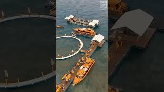 Dermaga Apung Wisata Nusa Penida Bali Floating Dock   Jetty #part4 #shorts