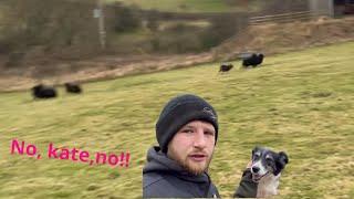 Crazy sheepdog Losses control while Herding sheep