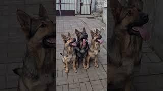 Умная Собака. Вдумчивость - качество которым она должна обладать. Smart Dogs.  #germanshephered