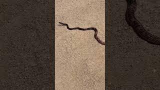 Coachwhip Snake? Sonoran Desert